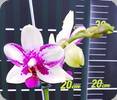 Phal. Jiaho Summer Love